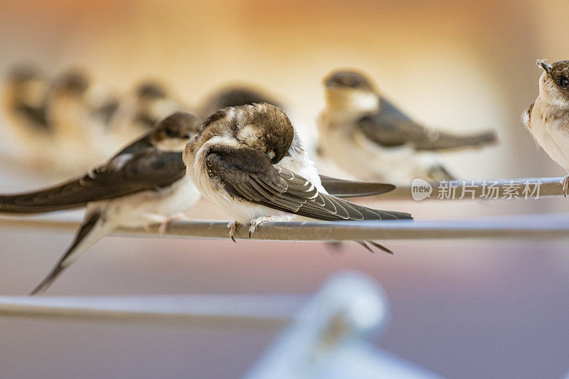 谷仓燕子(Hirundo rustica)在我的窗口靠近。躺在我的衣架上